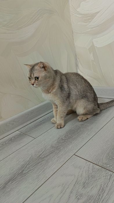 Золотистая и серебристая шиншиллы продаются по низким ценам.