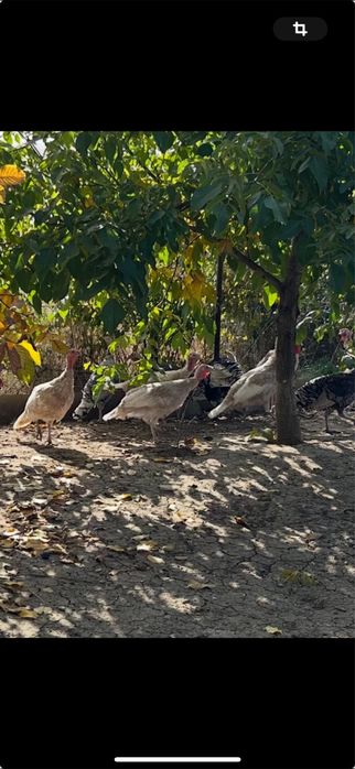 De vanzare curcani si curci 6 luni