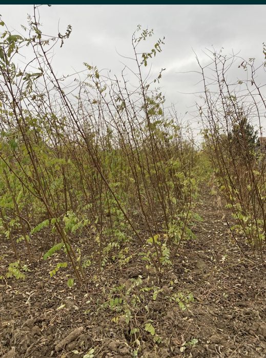 puieți de salcâm pentru împădurirea terenurilor degradate, agricole