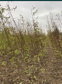 puieți de salcâm pentru împădurirea terenurilor degradate, agricole