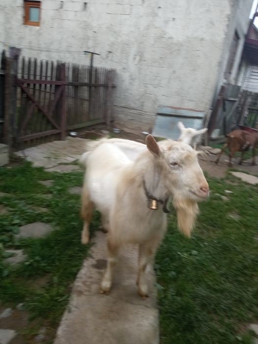 Țap de vânzare!rasa sanen