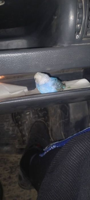 Tuti qush sotiladi narxi 550000