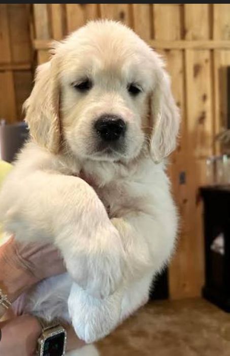 Baietel Golden Retriever cu Pedigree FCI