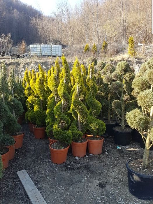 Vand plante ornamentale