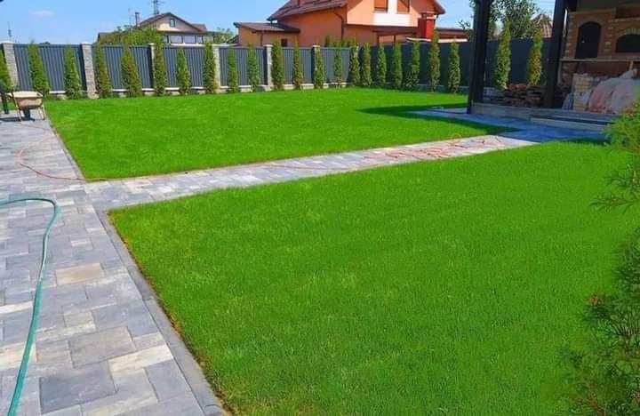 Gazon ,plante ornamentale