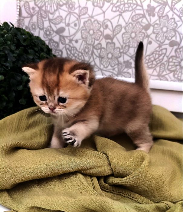 Британцы золотые шиншилы. Baby Face