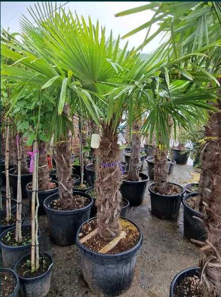 Palmier rezistent la frig Trachycarpus Fortunei ( chamaerops excelsa )