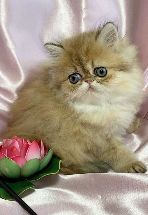 pisica persana chinchilla