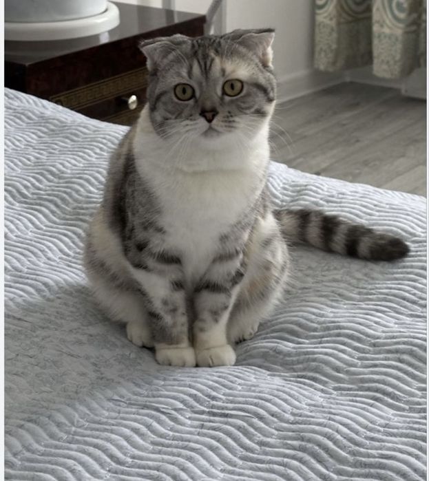 Ищем новый дом для кошки