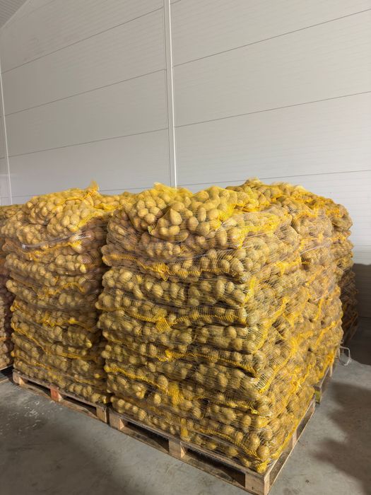 Cartofi alb calibru 55+