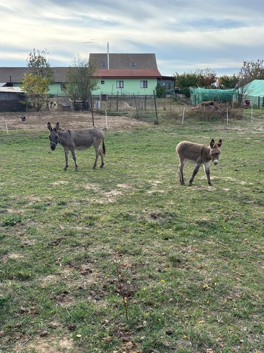 Măgăriță cu puii