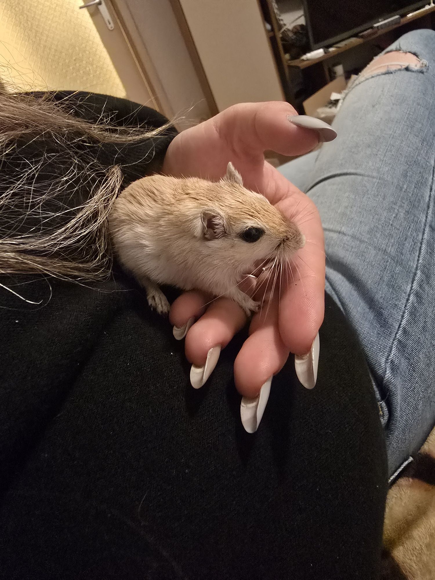 Gerbili blanzi pentru adoptie