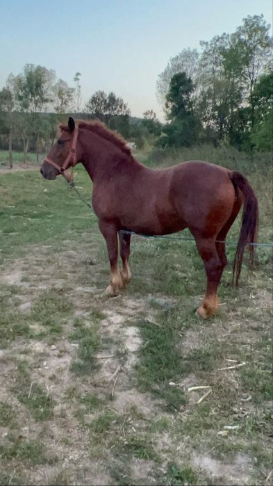 Iapa de vanzare tanara 4/5 ani