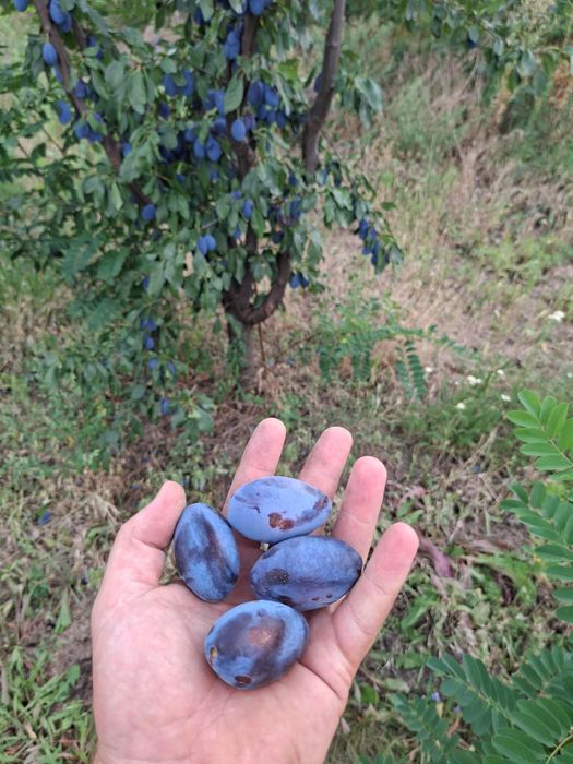 Prune de consum prune bistrițene