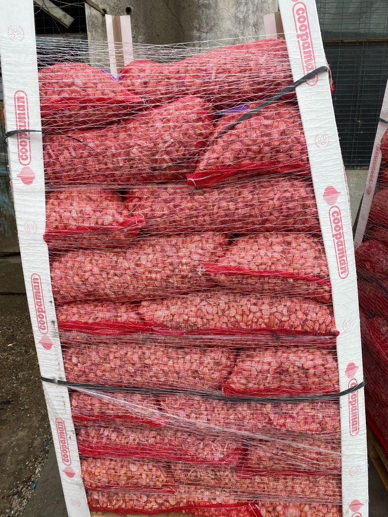 Usturoi de sămânță pentru plantat