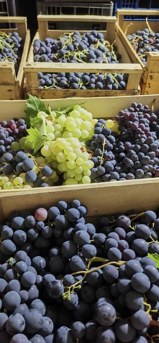 Struguri de masa Romanesti - Jud Prahova