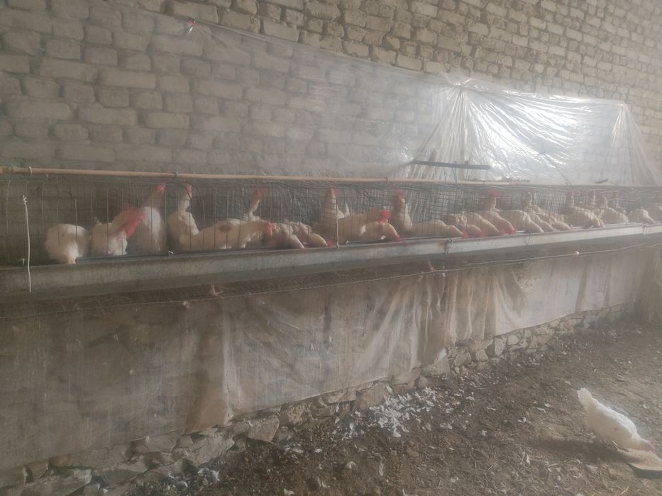 Тухум юналишидаги товуклар