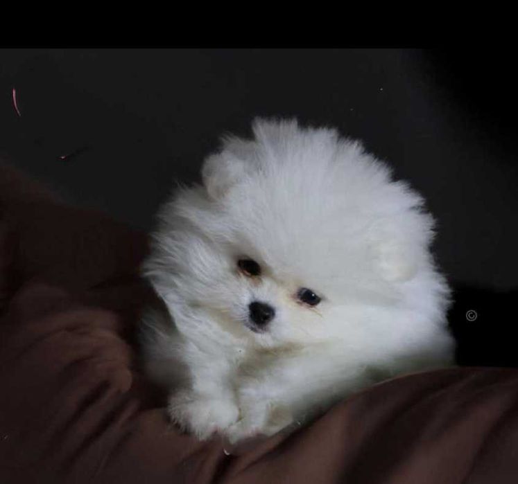 Померан мъжко и женско