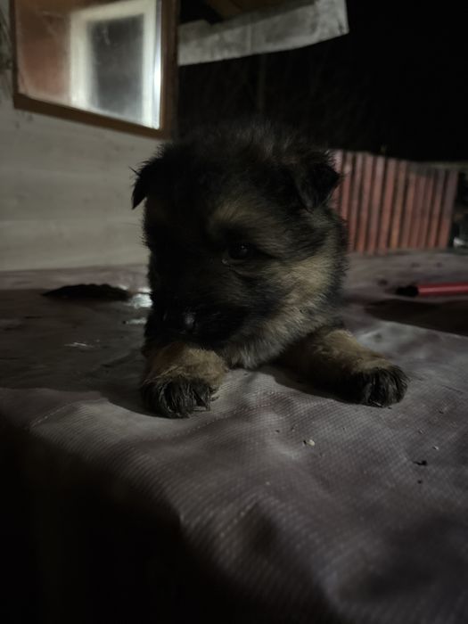 Donez cateii Ciobanesti Germani