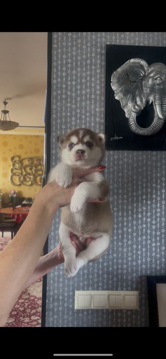 Большой выбор девочек хаски по приятным ценам