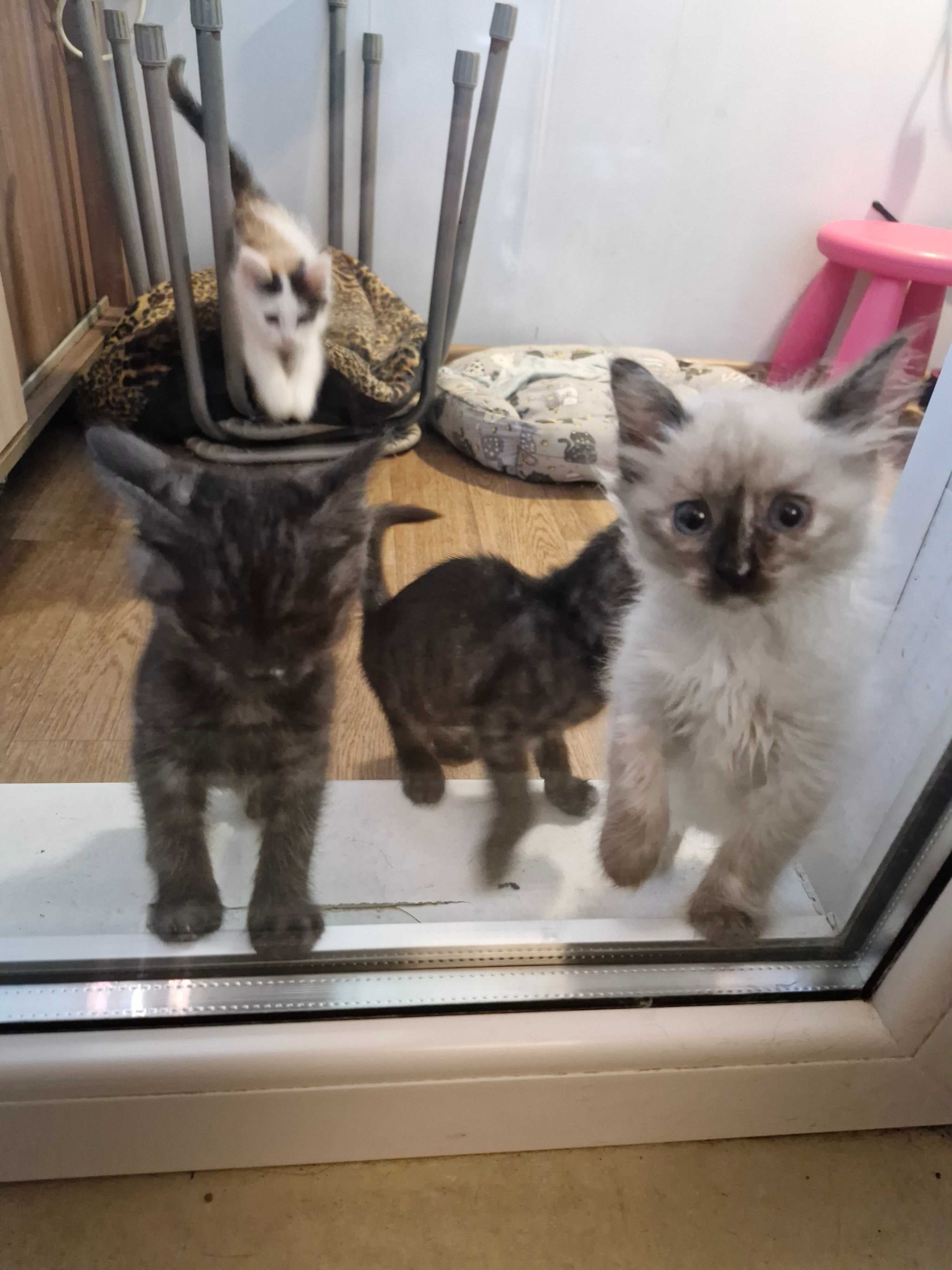 Отдадим котят ответственным людям