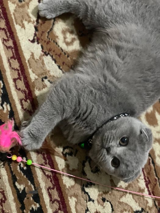 Скотиш фолд  Чистокровный (девочка)