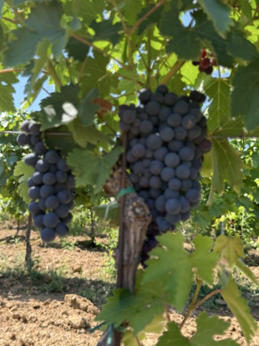 Struguri de masa si de vin