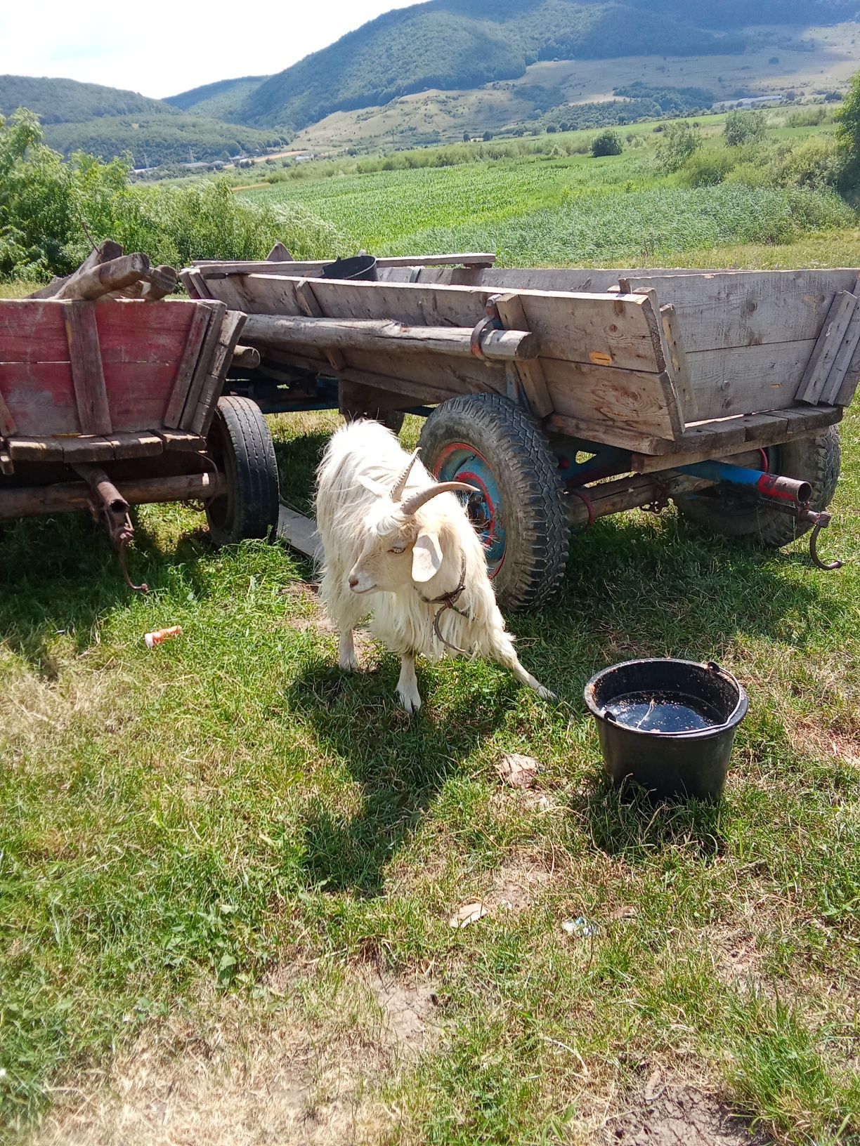 Ieduțe de vânzare