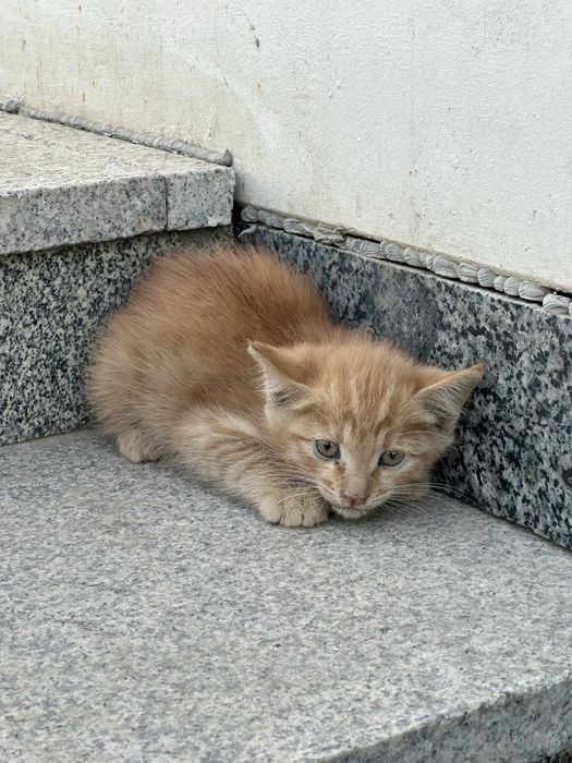 Отдам рыжего котенка