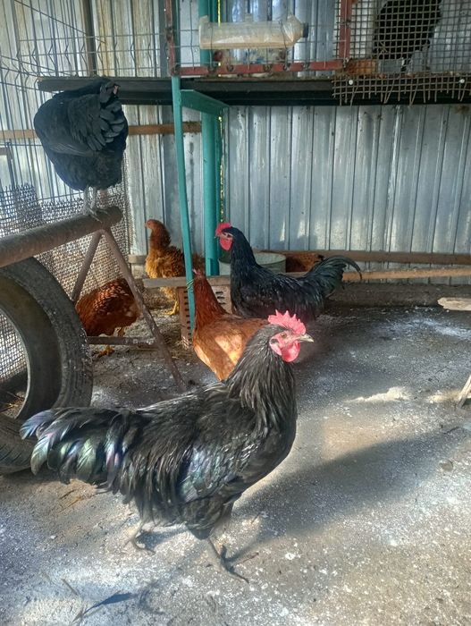 Cocosi austrolop si cocosi frezati