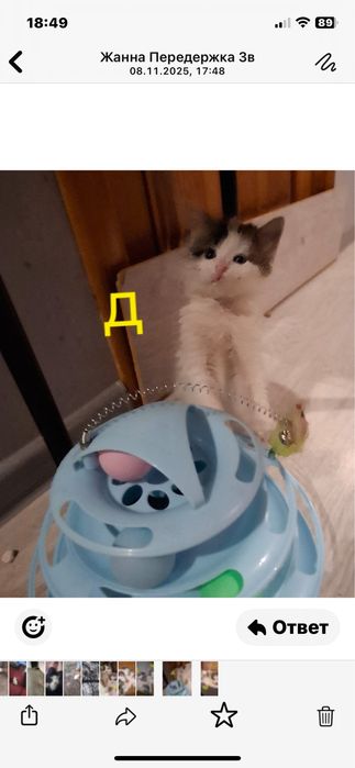 Котята бесплатно