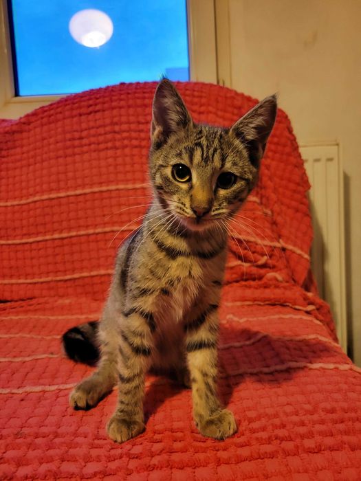 Подарява се тигрово котенце на три месеца