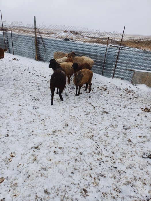 Продам овец 11 голов