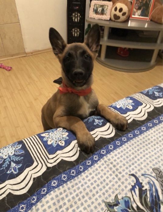 Pui ciobanesc belgian malinois