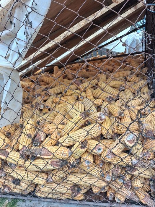 Vând porumb știuleți