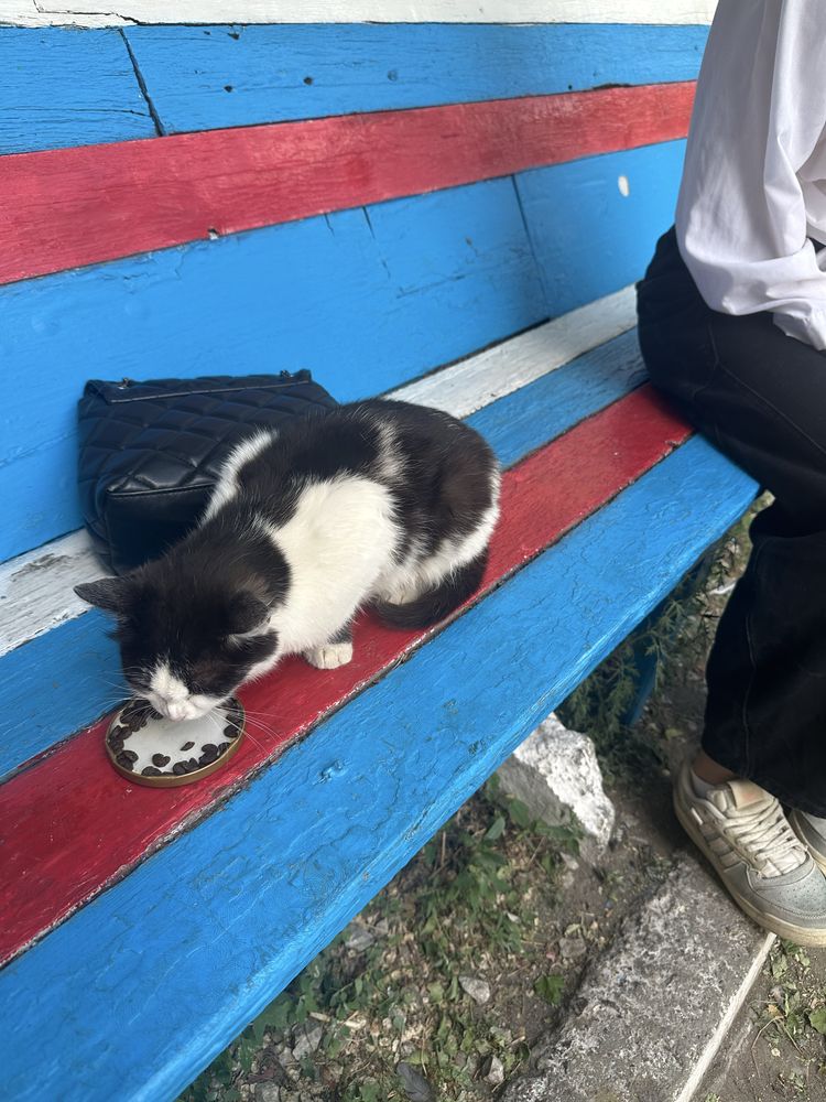 кошечку в добрые руки, читайте опис.