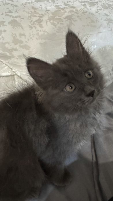 отдаю серый котик в добрые руки