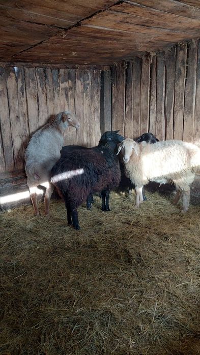 Продам годовалых ярок на откорме