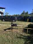 Cățeluș Doberman cu pedigree