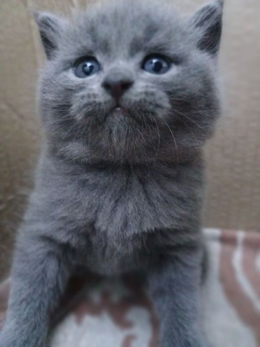 Мушучаларимга бром очилди