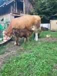 Bălțata românească cu vițică Angus
