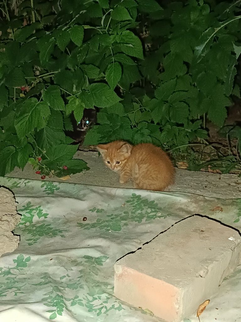 Кошка с котятами