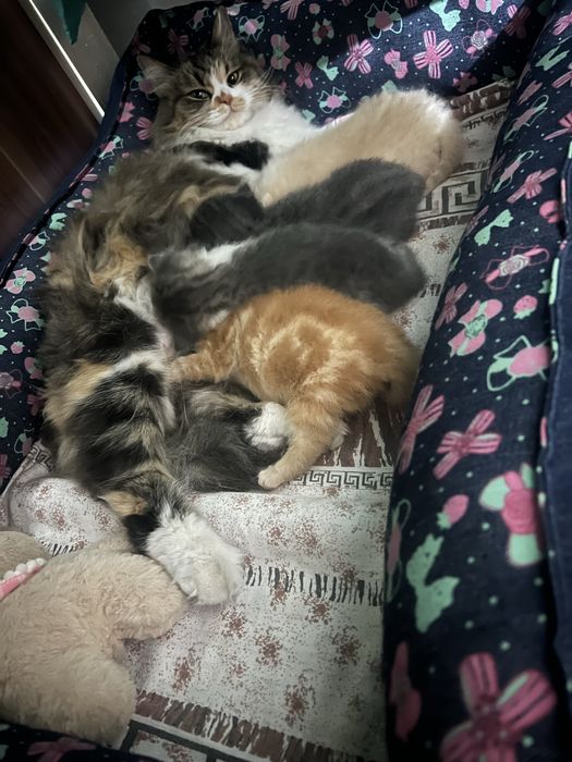 Кичкинтойла сотилади 500.000