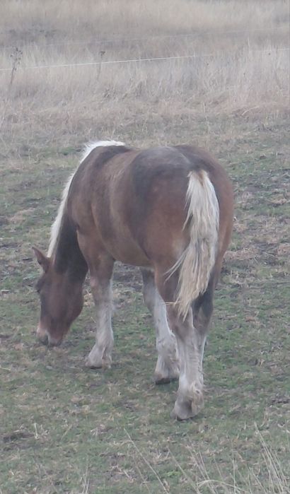 Manz ciocolatiu greu