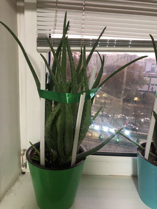 Лечебный цветок Аллой 3 летка