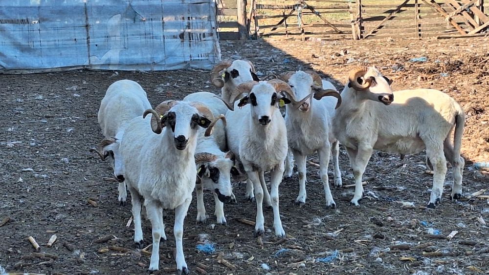 Vând berbecii  cu origine