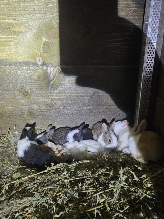 Iepuri Hycole francez