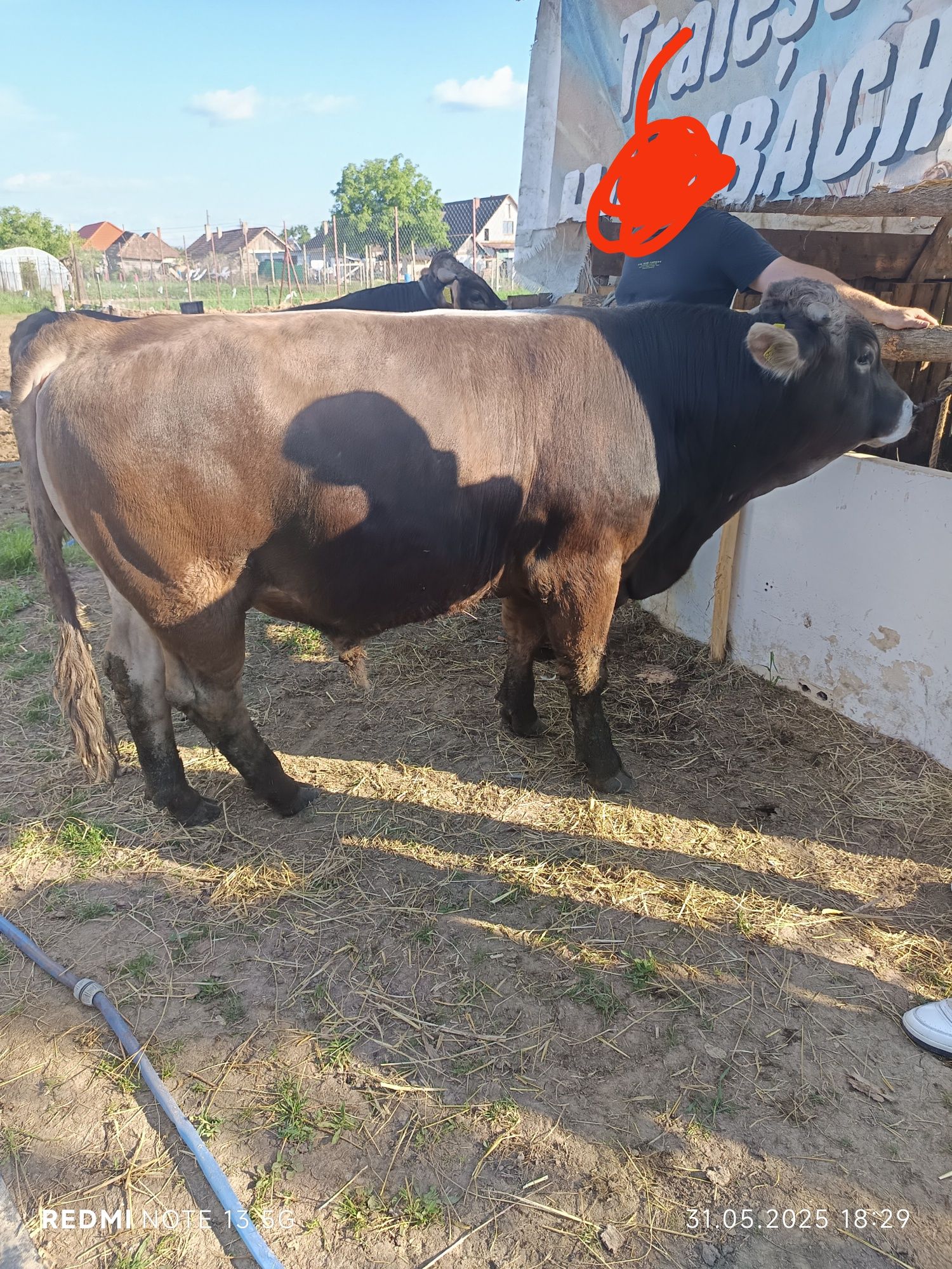 Taur de vânzare .