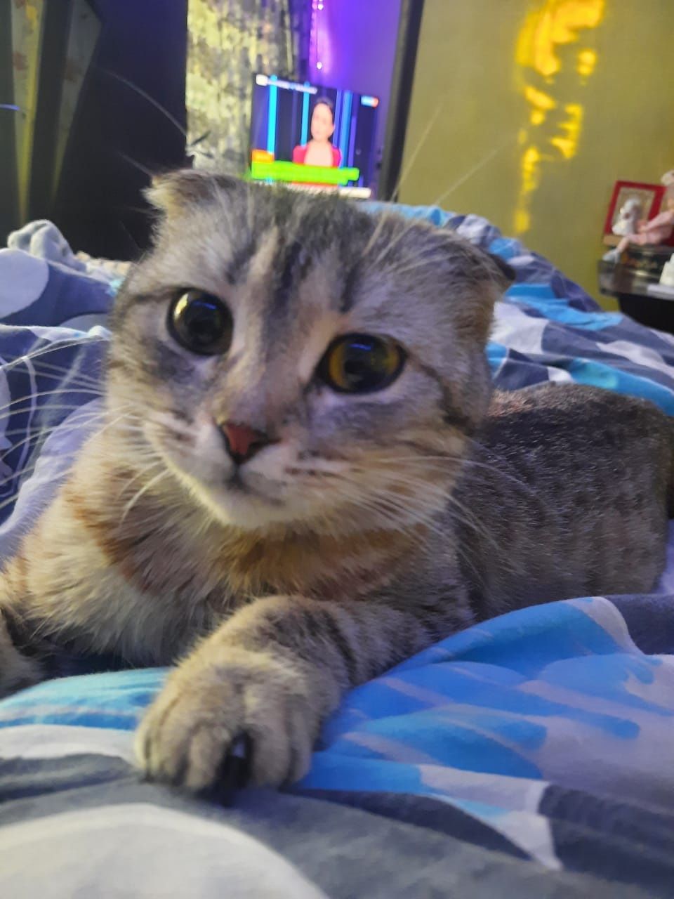 Милая кошечка ищет дом