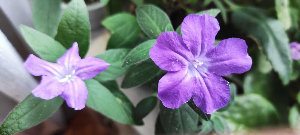 Продам комнатный цветок Броваллию.